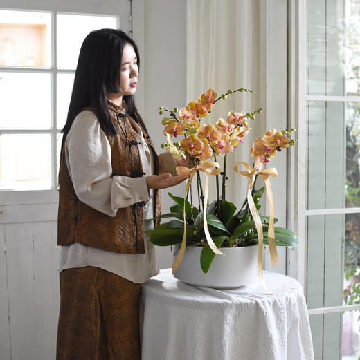 《幸福飞来》蝴蝶兰6盆栽033株 商品图1