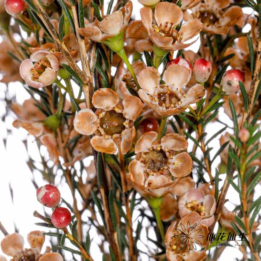 配花 | 平头腊梅卡布 商品图0