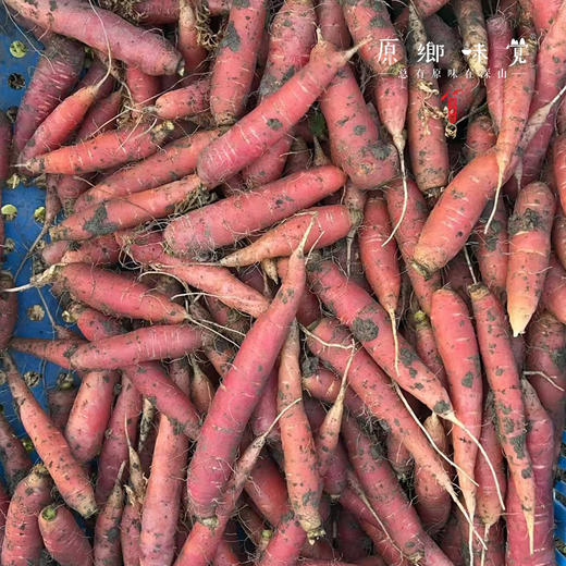 生态老品种胡萝卜（农场直发-顺丰包邮）｜3斤/5斤箱，来自成都郫都区基地【原乡农场，自产自销】 商品图3