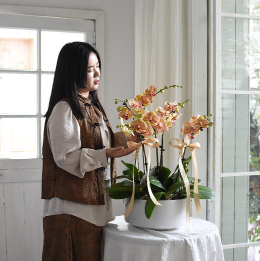 《幸福飞来》蝴蝶兰6盆栽033株 商品图4