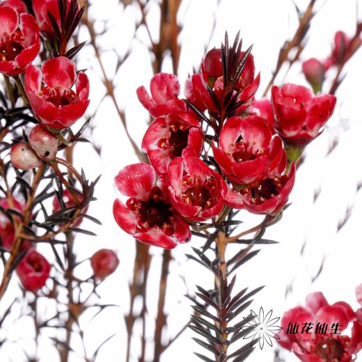 配花 | 平头腊梅玫瑰精 商品图2