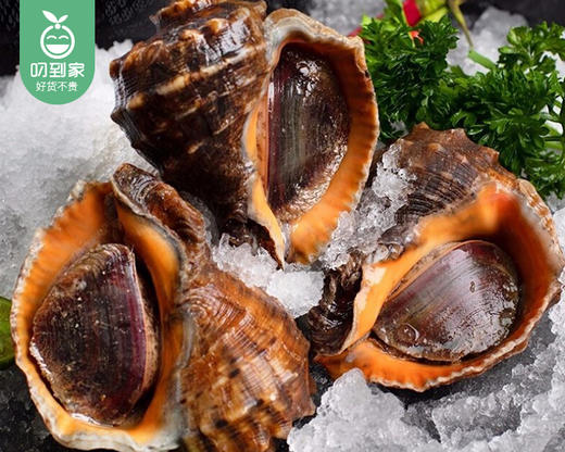大连鲜活大红螺/1份（6-8个，共约350g） 商品图1