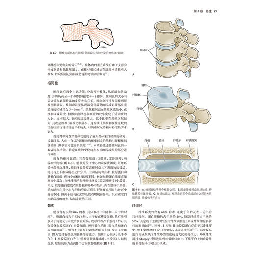 关节结构与功能 全面解析 第6版 刘楠 王于领编 运动医学康复医学物理医学专业入门参考书 人体关节结构与功能特点 人民卫生出版社 商品图4