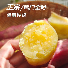 【分仓直发包邮】海南鸣门金时5斤中大果（单果100-400g）