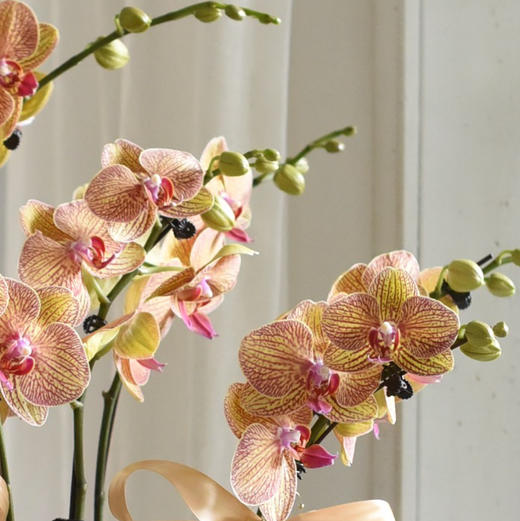 《幸福飞来》蝴蝶兰6盆栽033株 商品图3