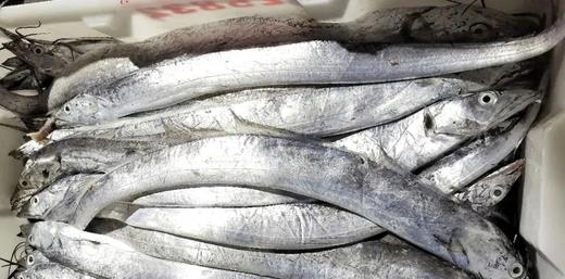 【分仓直发包邮】整条带鱼5斤装（单条4-6两） 商品图4