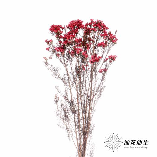 配花 | 平头腊梅玫瑰精 商品图1