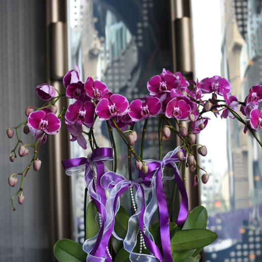 《幸福飞来》蝴蝶兰盆栽030号6株 商品图2