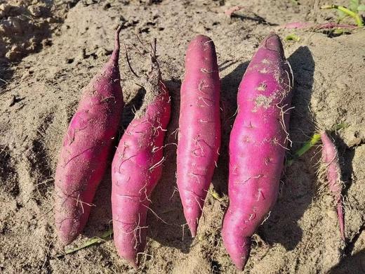 【分仓直发包邮】海南鸣门金时5斤中大果（单果100-400g） 商品图3