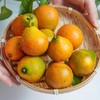【顺丰发货！】融安脆蜜金柑三代 皮脆肉嫩，多汁纯甜；直接带皮吃，甜似蜜糖；果皮薄，果肉质地柔软，口感鲜美 维C满满 商品缩略图5