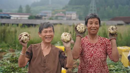 龙牙百合干 商品图2