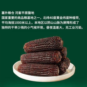 秋天的味道有机糯黑玉米10穗礼盒