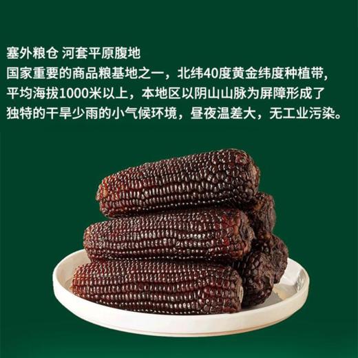 秋天的味道有机糯黑玉米10穗礼盒 商品图0