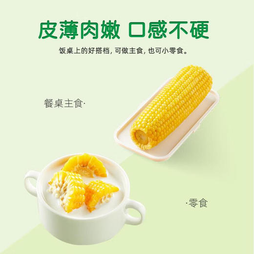 十月稻田黄糯玉米3.52斤 商品图2