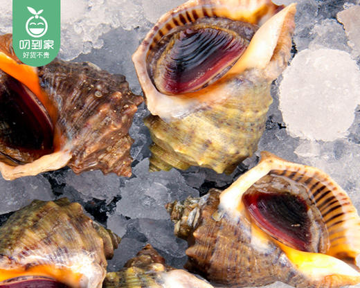 大连鲜活大红螺/1份（6-8个，共约350g） 商品图2