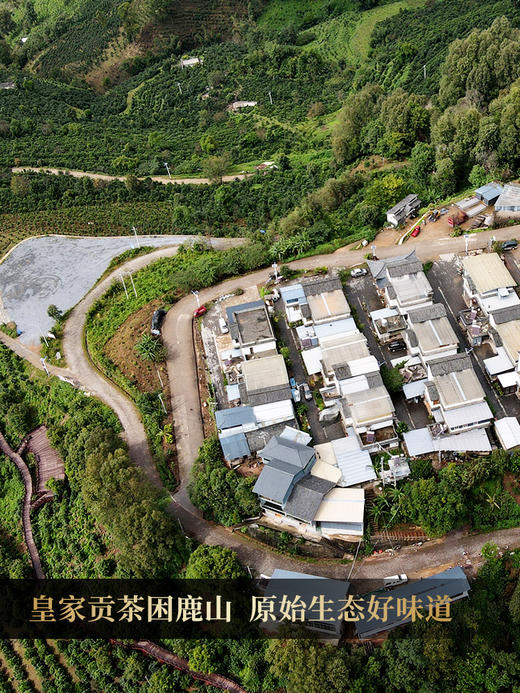 困鹿山龙团贡茶【五色贡茶】2024年困鹿山26号茶农家古树茶，非遗传承人王天老师亲制普洱贡茶，收藏规格：2500g/1500g/500g/125g/46.875g各一团 商品图3