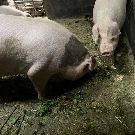 土猪肉预定！预计1.31号/2.1号发货！【衢州农家土猪肉】公司小伙伴爸妈在老家养的正宗土猪，吃草粮养足一年，膘肥体壮，鲜香美味！多部位可选，江浙沪皖顺丰包邮~ 商品图2