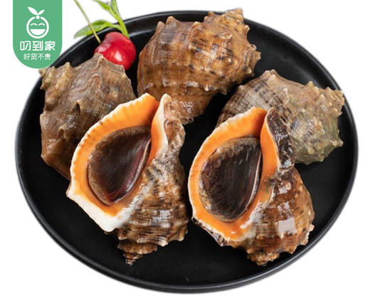 大连鲜活大红螺/1份（6-8个，共约350g） 商品图4