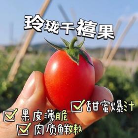 【分仓直发包邮】广西圣女果系列（粉果）1.25斤/盒*4盒（礼盒装）