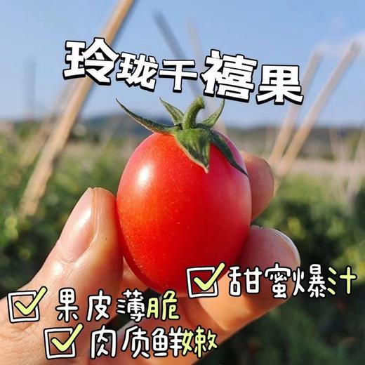 【分仓直发包邮】广西圣女果系列（粉果）1.25斤/盒*4盒（礼盒装） 商品图0