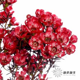 配花 | 平头腊梅玫瑰精