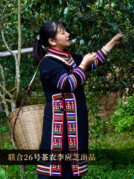 困鹿山龙团贡茶【五色贡茶】2024年困鹿山26号茶农家古树茶，非遗传承人王天老师亲制普洱贡茶，收藏规格：2500g/1500g/500g/125g/46.875g各一团 商品图9