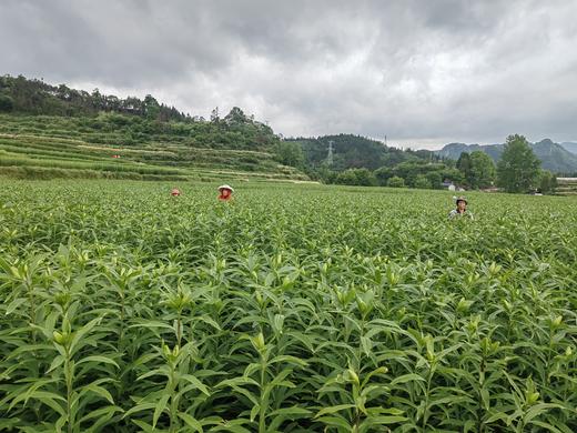 龙牙百合干 商品图5