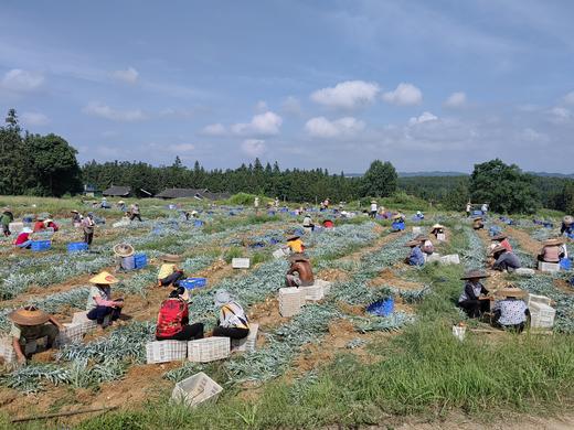 龙牙百合干 商品图4