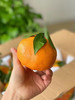 蜜露完熟爆浆春见 商品缩略图6