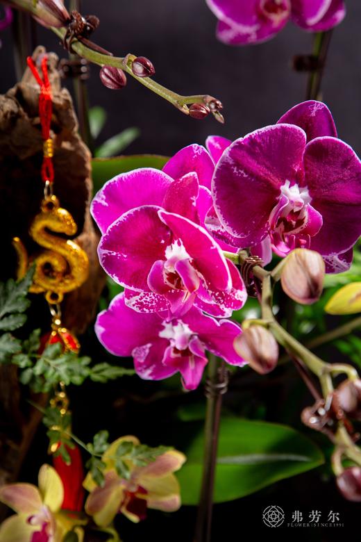 福星高照 商品图1