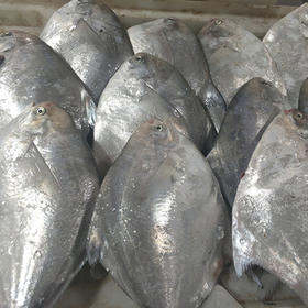 海鲜单品 小黄鱼/鲳鱼/舌鳎/米鱼/龙头鱼/带鱼 甲板直供 新鲜到家