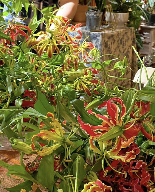 【国产嘉兰 】红色 5枝/扎（非质量问题，不予售后，介意慎拍） 商品图0