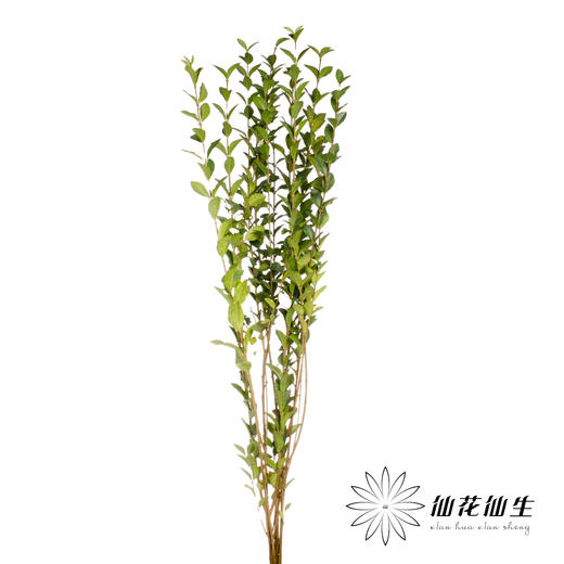 叶材 | 绿桢木 商品图2