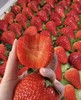 丹东草莓（板） 商品缩略图1