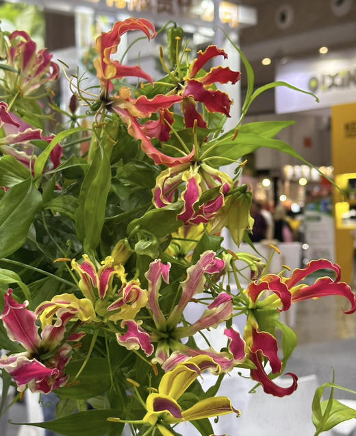 【国产嘉兰 】红色 5枝/扎（非质量问题，不予售后，介意慎拍） 商品图10