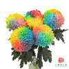 市场牡丹菊-七彩   5枝1扎 商品缩略图0