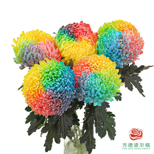 市场牡丹菊-七彩   5枝1扎 商品图0