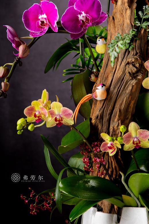 福星高照 商品图2