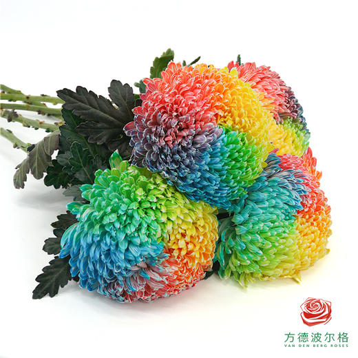 市场牡丹菊-七彩   5枝1扎 商品图1