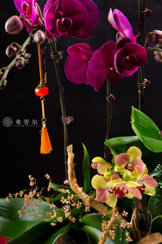 蒸蒸日上 商品图1