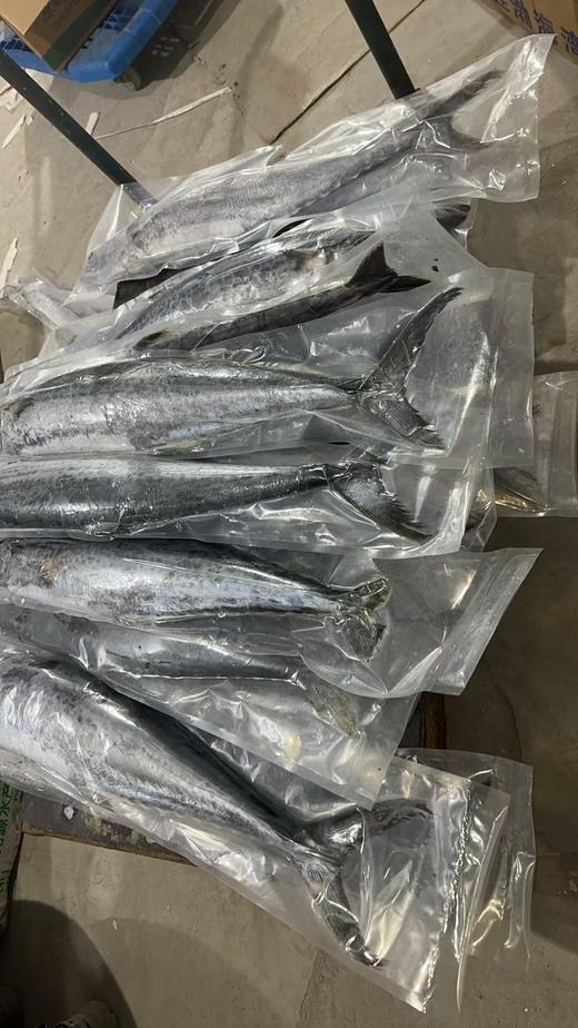 【送人高端大气上档次】船冻大连当地大鲅鱼，11月份以后捕捞的，上岸直接冷冻，肉质肥厚，脂肪含量更高 鱼肉口感更香，真空包装，东三省内包邮（省外需联系客服补运费） 商品图4