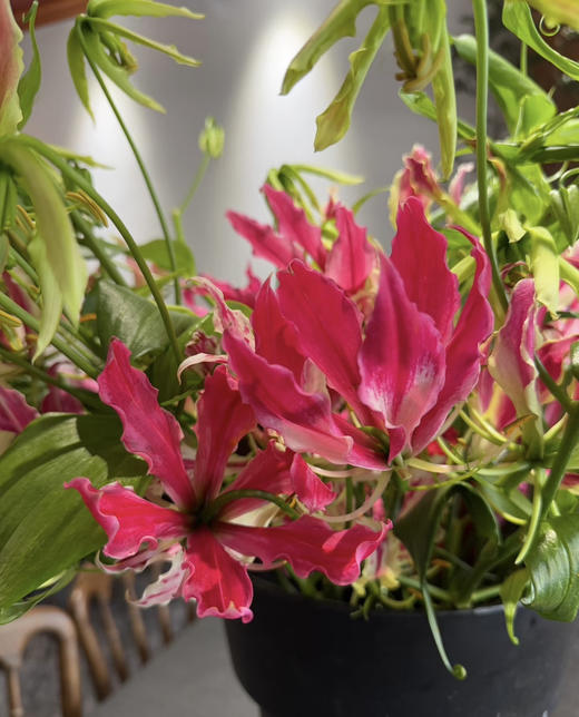 【国产嘉兰 】红色 5枝/扎（非质量问题，不予售后，介意慎拍） 商品图2