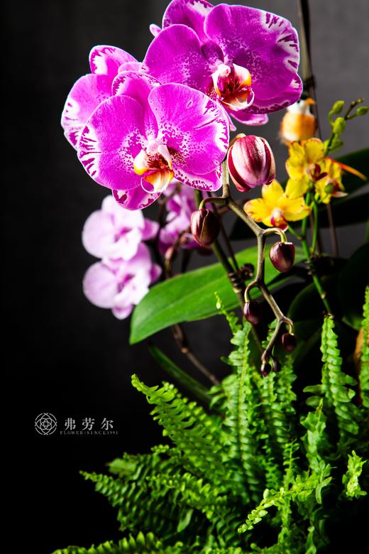 红红火火 商品图5