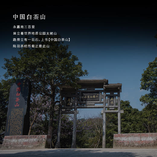 方守龙白茶 2024年红霜叶 单叶冬茶福鼎白茶[官方旗舰压轴之作] 商品图4