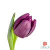 【单瓣郁金香】 暗夜 10枝一扎 商品缩略图0