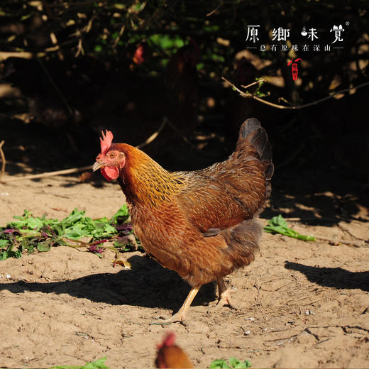 生态小麻鸡肉鸡（母鸡）（基地直发-顺丰包邮） | 2-2.99斤，来自广东珠海，生产者 ：邹子龙【合作生产，公平贸易】 商品图4
