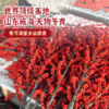 爆爆爆果冬青树 5棵30枝 | 新客福利 商品缩略图0