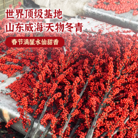 爆爆爆果冬青树 5棵30枝 | 新客福利