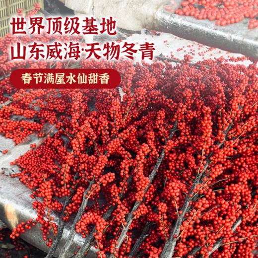 爆爆爆果冬青树 5棵30枝 | 新客福利 商品图0