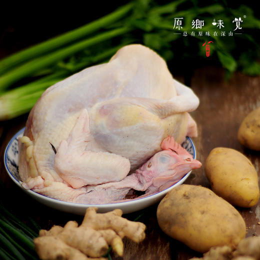 生态小麻鸡肉鸡（母鸡）（基地直发-顺丰包邮） | 2-2.99斤，来自广东珠海，生产者 ：邹子龙【合作生产，公平贸易】 商品图7